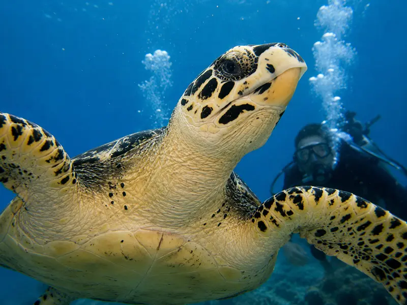 Open water referral checkout student observing a sea turtle while diving in Cancun