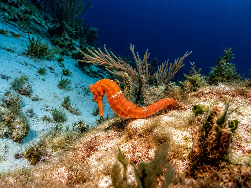 Seahores on a Cancun Reef while doing a Refresher Course in Cancun