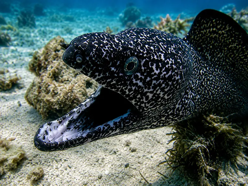 Close-up of a spotted moray eel photographed by scuba divers on a Cancun reef dive