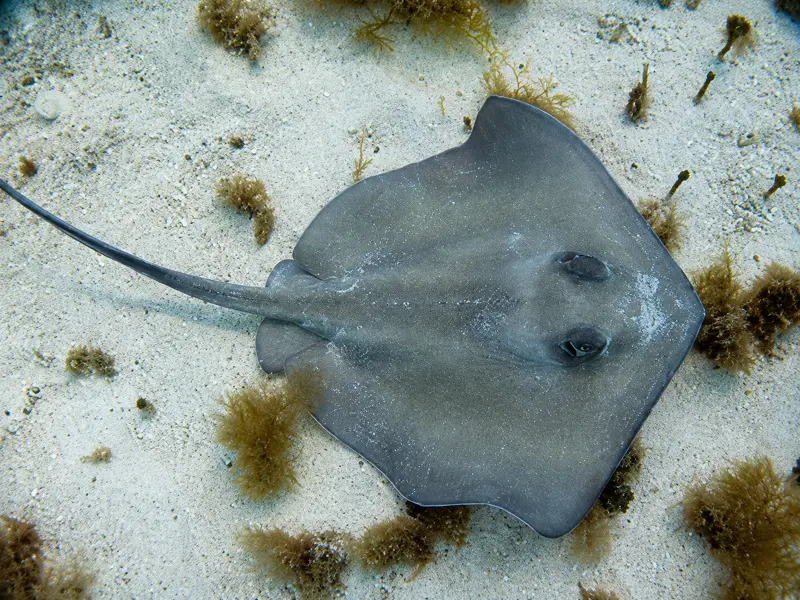 PADI Divemaster candidate guiding certified scuba divers on a boat charter and spotting a Southern Stingray