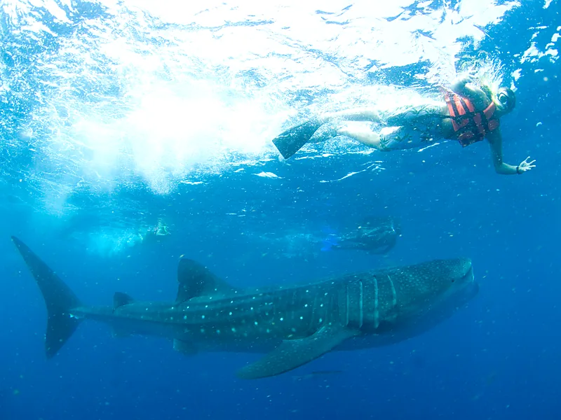 Snorkelers swimming with a whale shark in Cancun