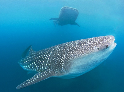 Whale Shark Tour From Cancun. and the Riviera Maya