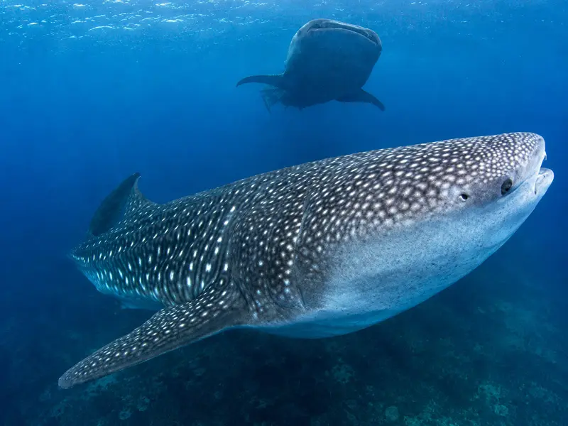 Whale Shark Tour From Cancun. and the Riviera Maya