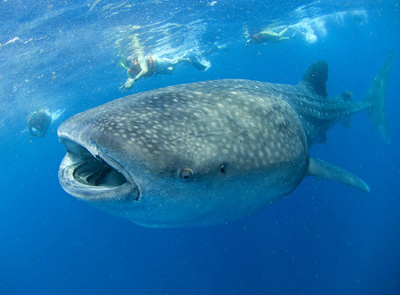 Book your Cancun Whale Shark Tour Today