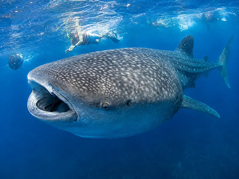 Book your Cancun Whale Shark Tour Today