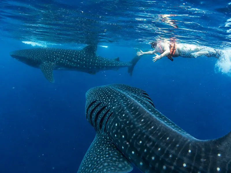 Cancun Whale Shark Tour