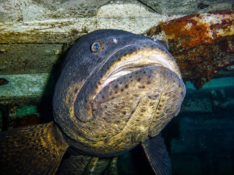 Big Grouper in a Wreck in Cancun
